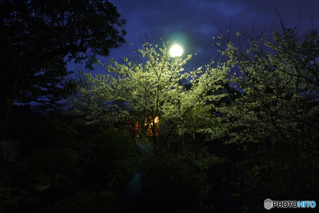月夜の晩に①　夜桜