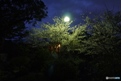 月夜の晩に①　夜桜