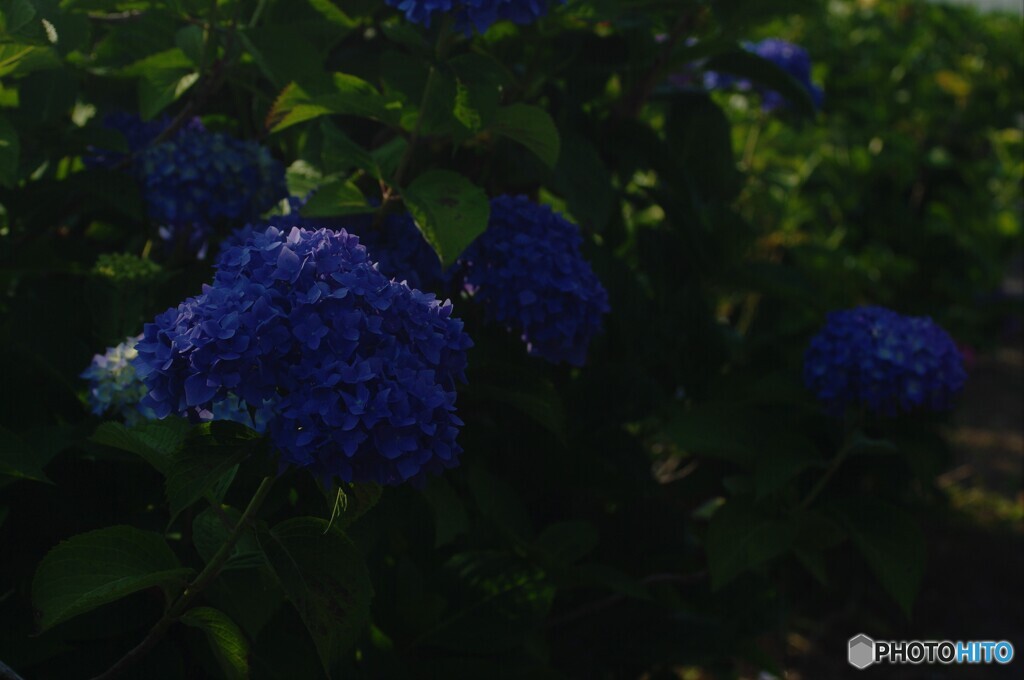 朝のアジサイ