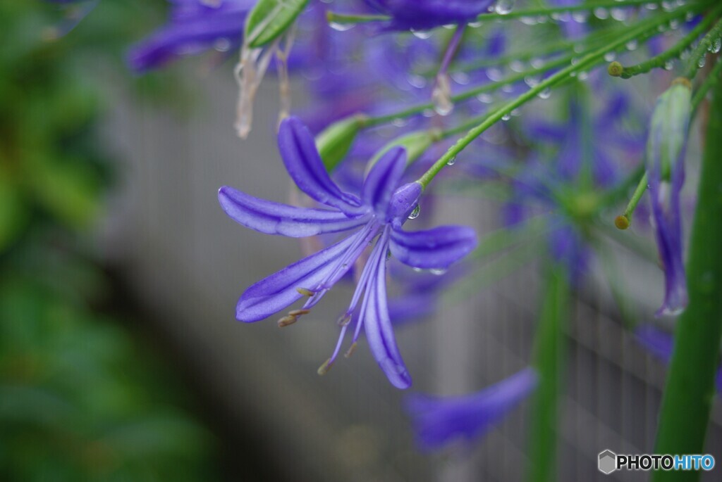 雨の日のアガパンサス・・