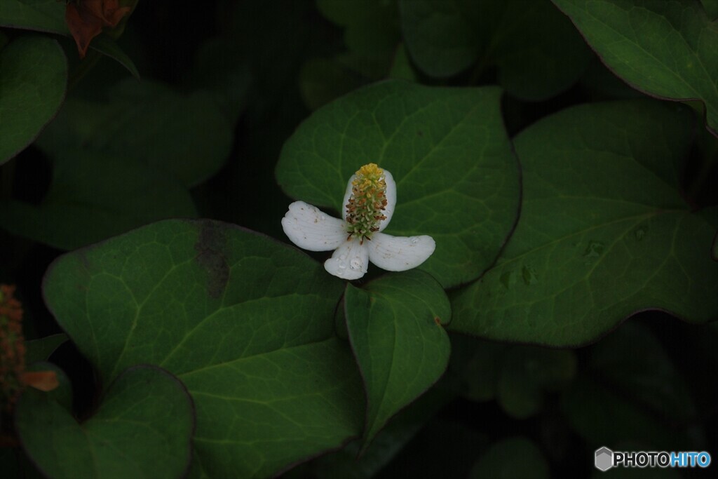 どくだみの花