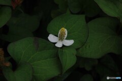 どくだみの花