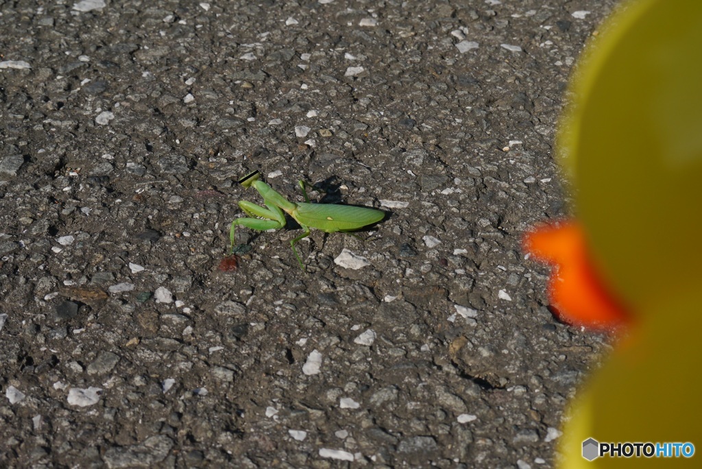 アヒルの「よっ」③　カマキリ