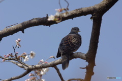 桜づくし②　寝起き