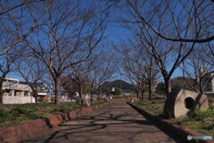 秋の桜道