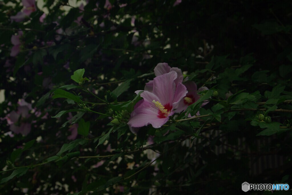 フヨウの花