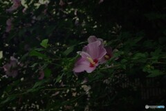 フヨウの花