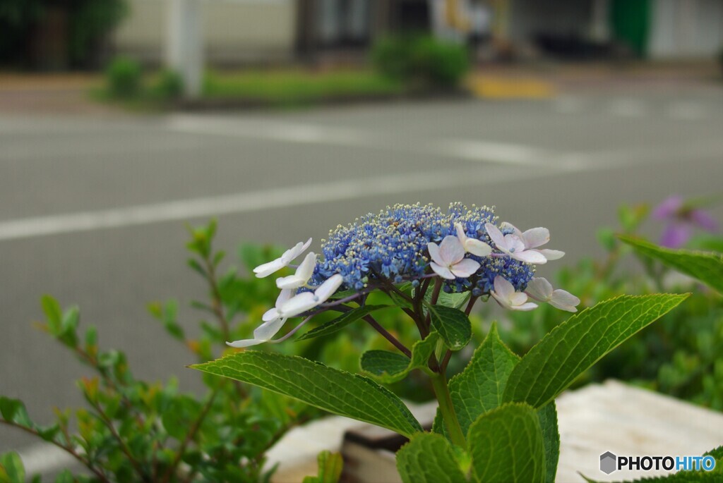 通り沿いのガクアジサイ