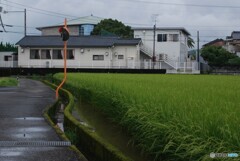 今日もどんより～