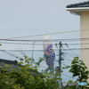 五月もの①　鯉のぼり