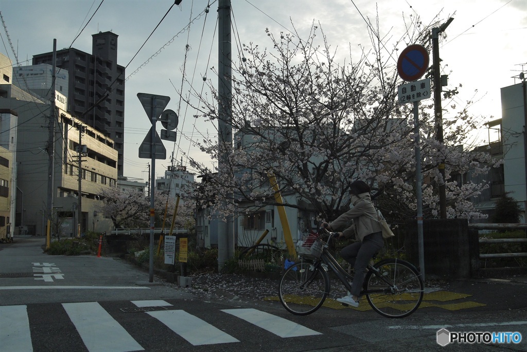 桜な景色①　ごみステーション