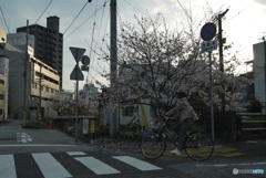 桜な景色①　ごみステーション