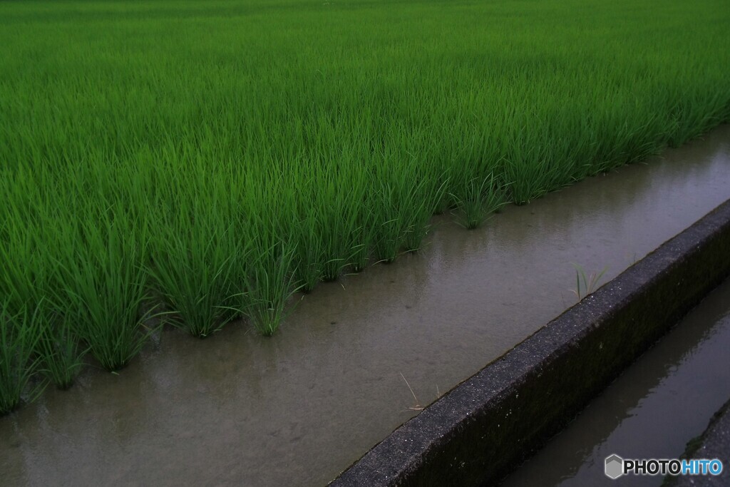 雨の日の田んぼ
