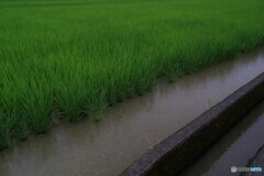 雨の日の田んぼ
