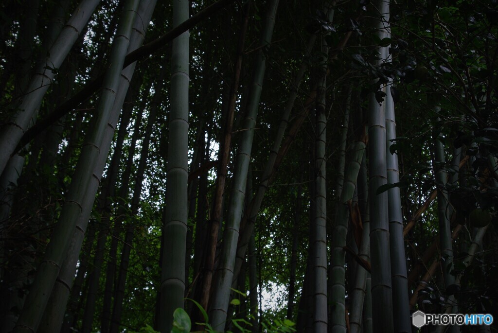 竹林～