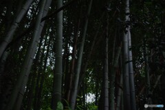 竹林～