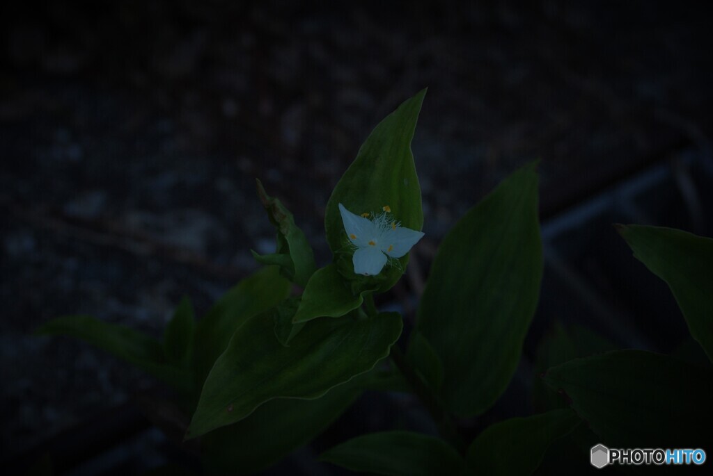 1ヶ月前に見たツユクサ