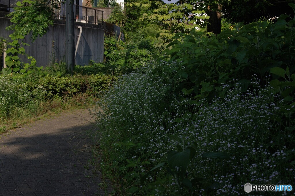 散歩道
