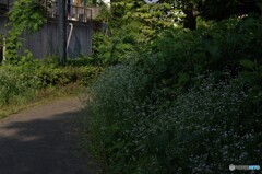 散歩道