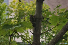 夏のうるさいの・・クマゼミ