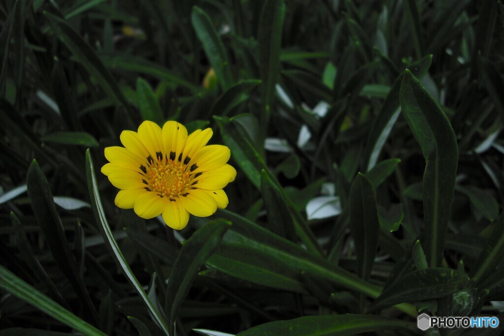 木陰の花