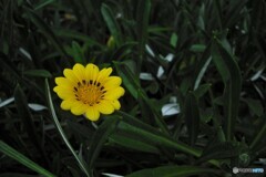 木陰の花