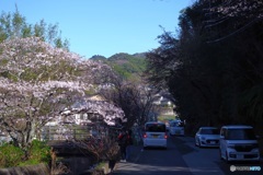 桜ドライブ②　お花見渋滞