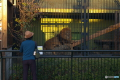 動物園①　タヌキ