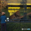 動物園①　タヌキ