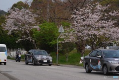 桜系②　教習車