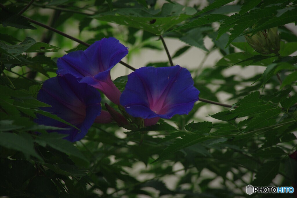 琉球朝顔