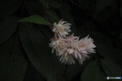 帰りに見た花 ②(*^-^*)