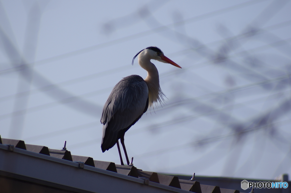 サギ③　顔見知り