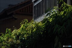 日差し