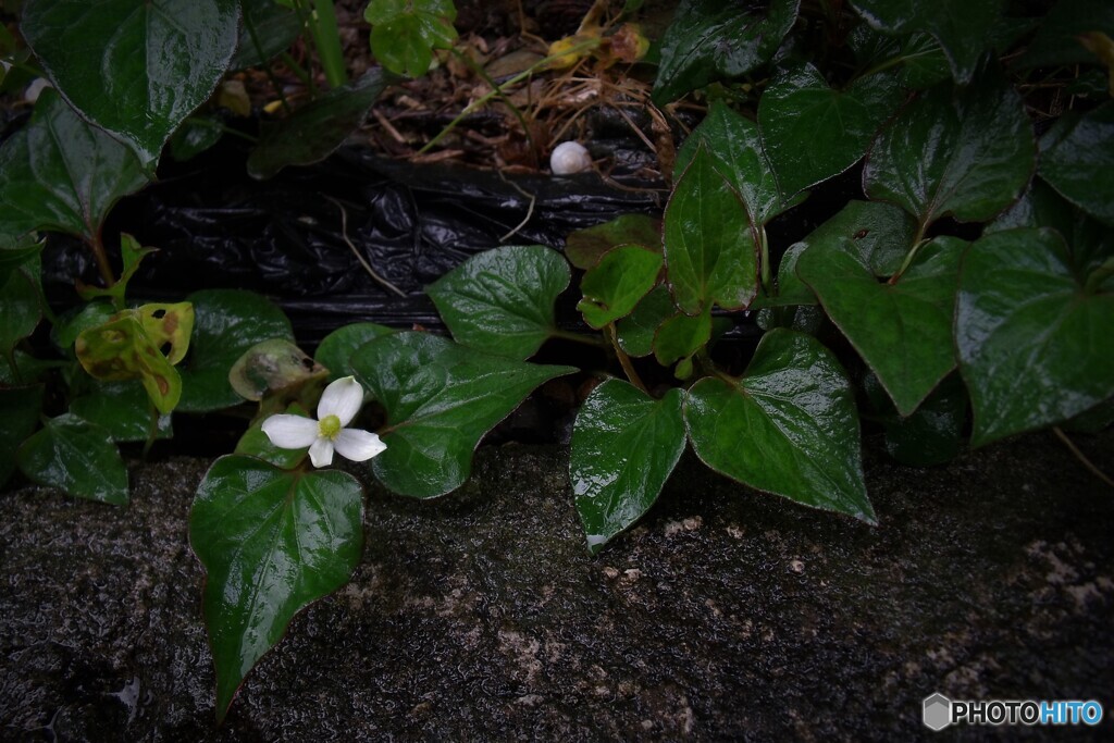 雨の日のどくだみ