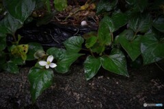 雨の日のどくだみ