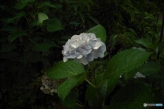 雨のひのアジサイ