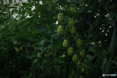 すずなりトマト