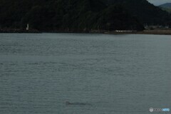 未確認②　生物