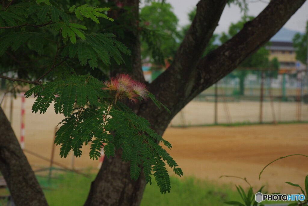 ネムの花
