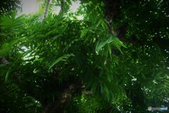 今日は雨