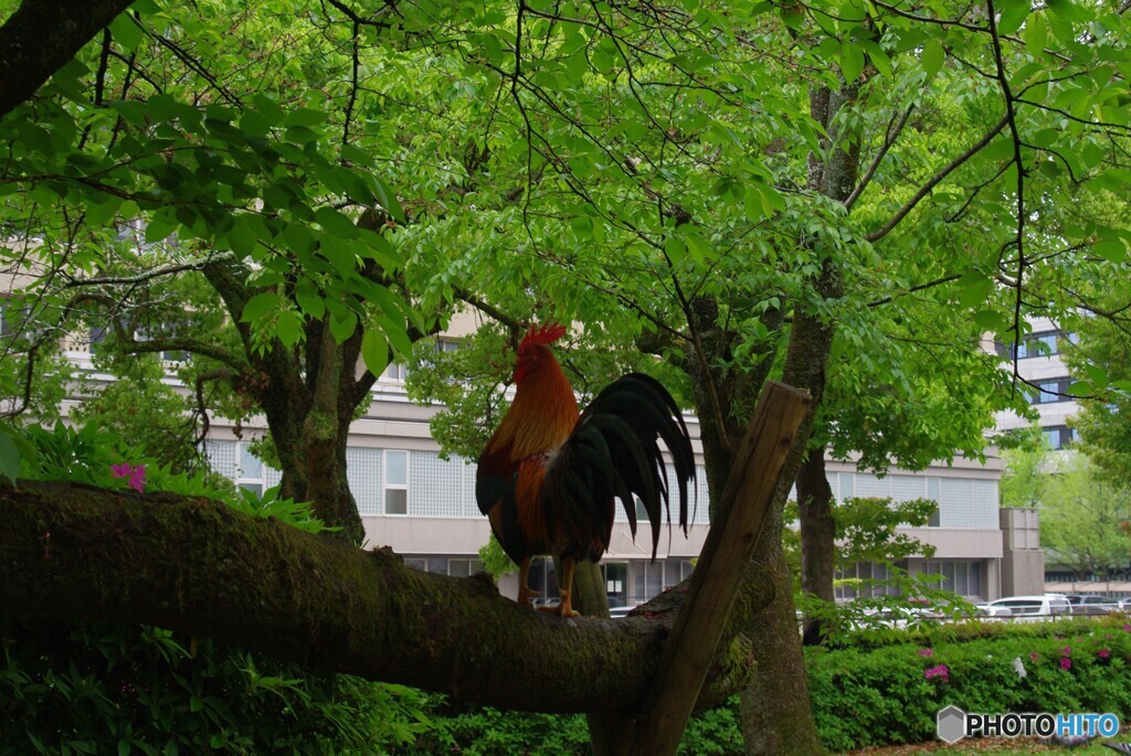 有名人？②　県鳥くん