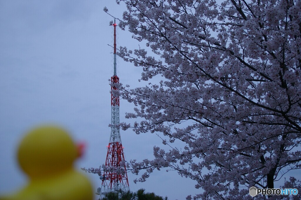 桜な景色②　アンテナ