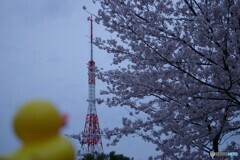 桜な景色②　アンテナ