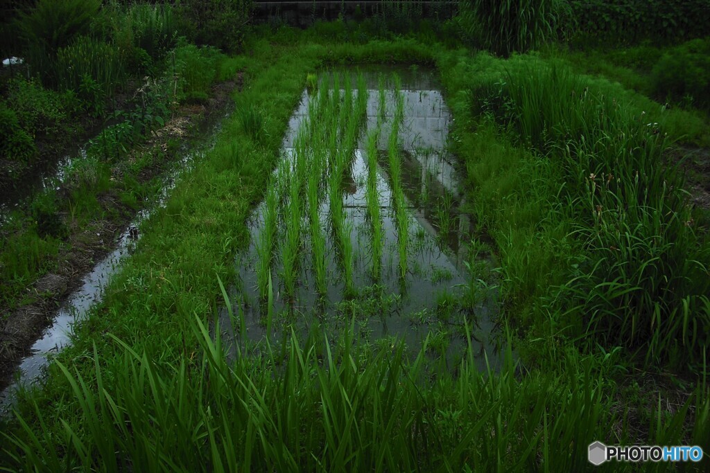 今日も雨降ってました☔
