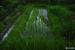 今日も雨降ってました☔