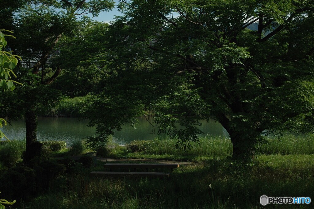 木陰のベンチ