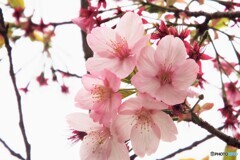 続・お花見①　桜
