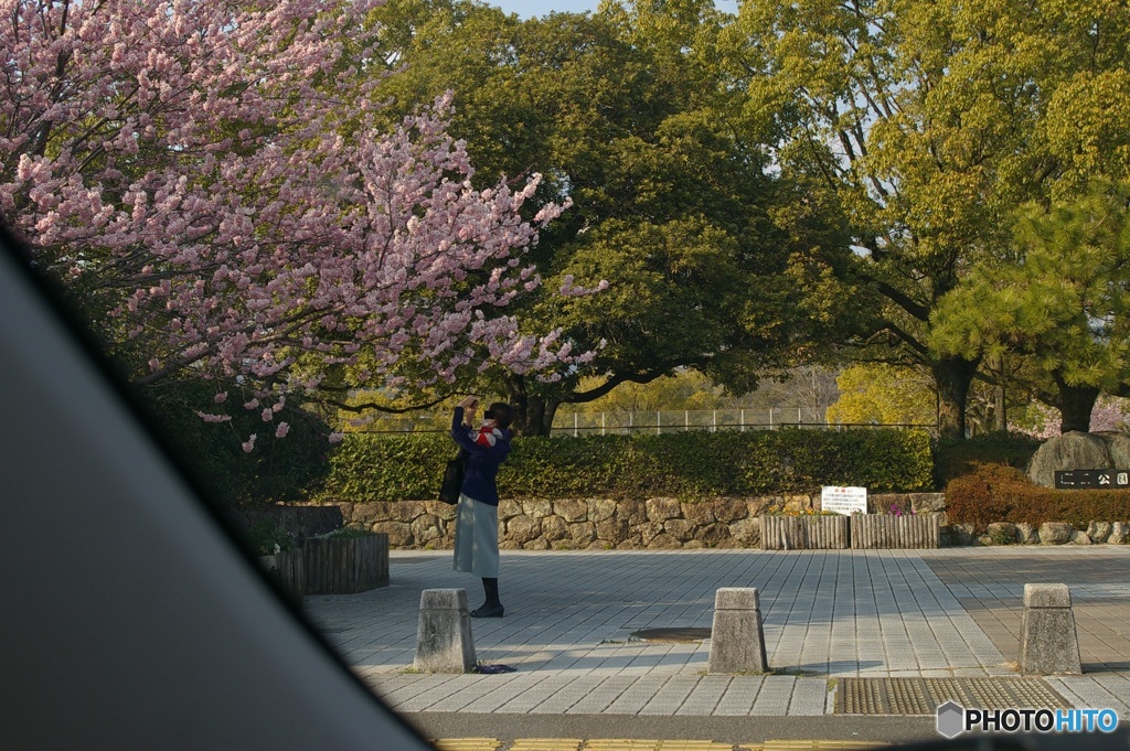 もうすぐ春①　桜