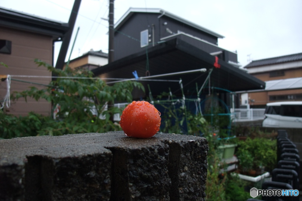 雨っぽい系②　トマト